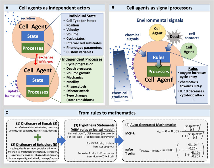 人類可讀語法編碼實(shí)現(xiàn)多細(xì)胞系統(tǒng)生物學(xué)模型以普及虛擬細(xì)胞實(shí)驗(yàn)室