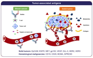 雙特異性抗體：開(kāi)啟腫瘤治療新時(shí)代
