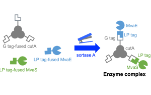 高品質(zhì)分選酶，Seebio? Sortase A，助力ADC研發(fā)，推動(dòng)前沿生物醫(yī)藥創(chuàng)新