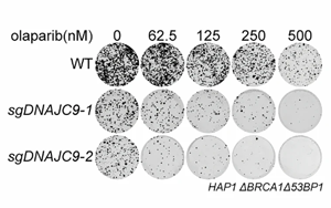 組蛋白伴侶NASP調(diào)控組蛋白周轉(zhuǎn)驅(qū)動PARP抑制劑耐藥性的機制研究