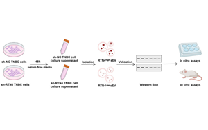靶向小細胞外囊泡中網(wǎng)狀蛋白4(RTN4)抑制三陰性乳腺癌轉(zhuǎn)移并增強免疫治療效果的機制研究