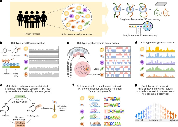 本研究采用 snm3C-seq 和 snRNA-seq 技術(shù)，在人類皮下脂肪組織（SAT）中對(duì)細(xì)胞類型水平的 DNA 甲基化、染色質(zhì)構(gòu)象及基因表達(dá)進(jìn)行表征，并解析腹部肥胖的遺傳風(fēng)險(xiǎn)