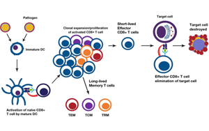 淺析幾種細胞治療的技術、工藝與原料
