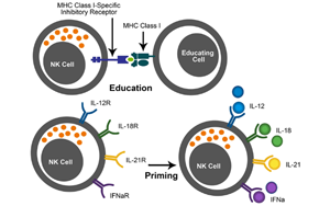 細胞因子與免疫細胞療法