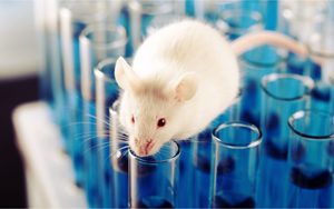 動物造模解決方案：一站式疾病模型誘導原料庫