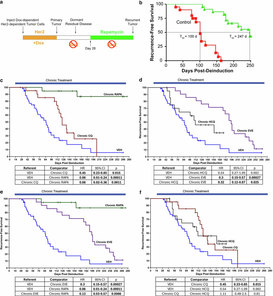 在小鼠CLEVER臨床前研究中，經(jīng)試驗藥物長期給藥后的無復發(fā)生存結局
