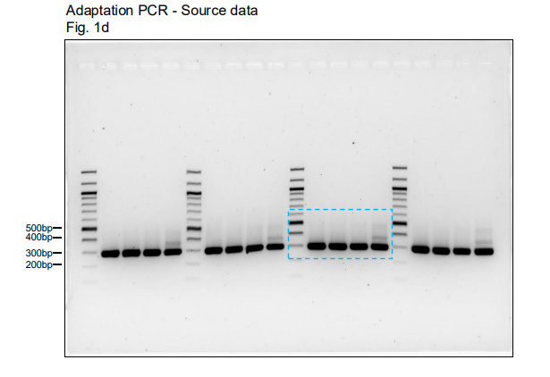 對(duì)于所有Northern和Western印跡實(shí)驗(yàn)，上樣量對(duì)照與目的信號(hào)均在同一塊凝膠/膜上進(jìn)行檢測(cè)。