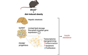 BMAL2調控肥胖期間脂肪組織炎癥與代謝適應的機制研究