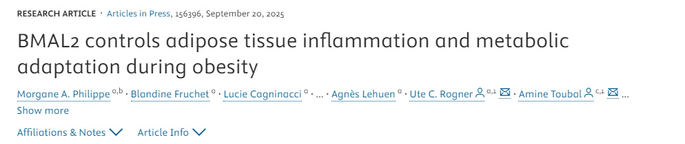 BMAL2調控肥胖期間脂肪組織炎癥與代謝適應