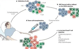自體造血干細胞移植時S期殘留克隆性漿細胞對多發(fā)性骨髓瘤臨床預(yù)后的影響研究