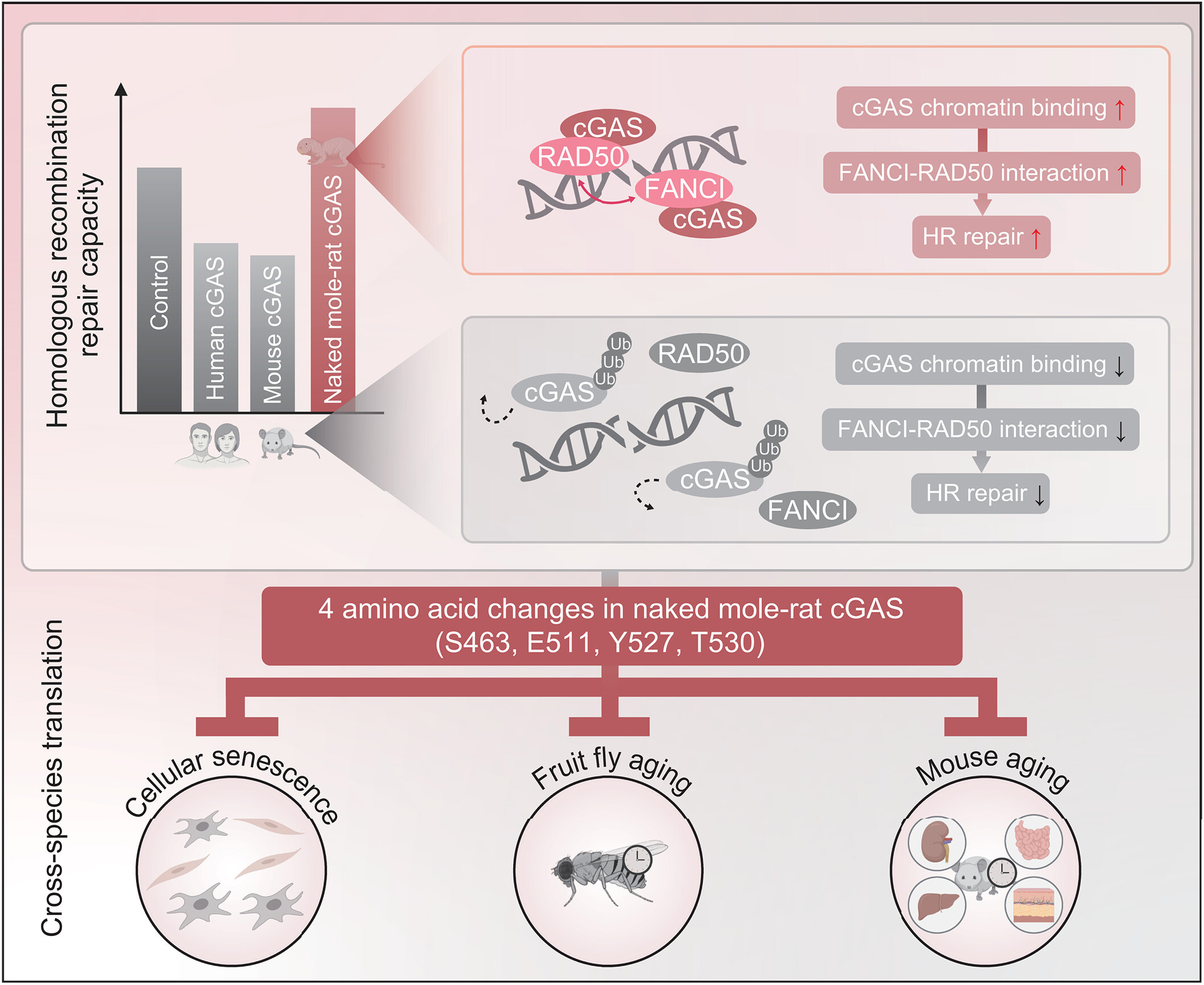 裸鼴鼠體內(nèi)獨特的cGAS功能