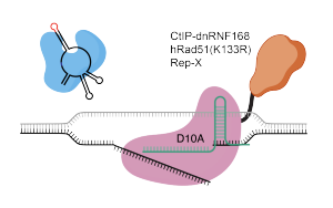 Nature Biotechnology：新的基因編輯技術(shù)可以治療復雜的遺傳疾病