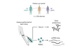 Nature：隨著年齡增長(zhǎng)，免疫細(xì)胞如何發(fā)生變化？