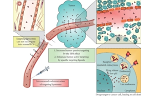 驅(qū)動多肽療法進化：新修飾、偶聯(lián)技術(shù)與多平臺的融合創(chuàng)新