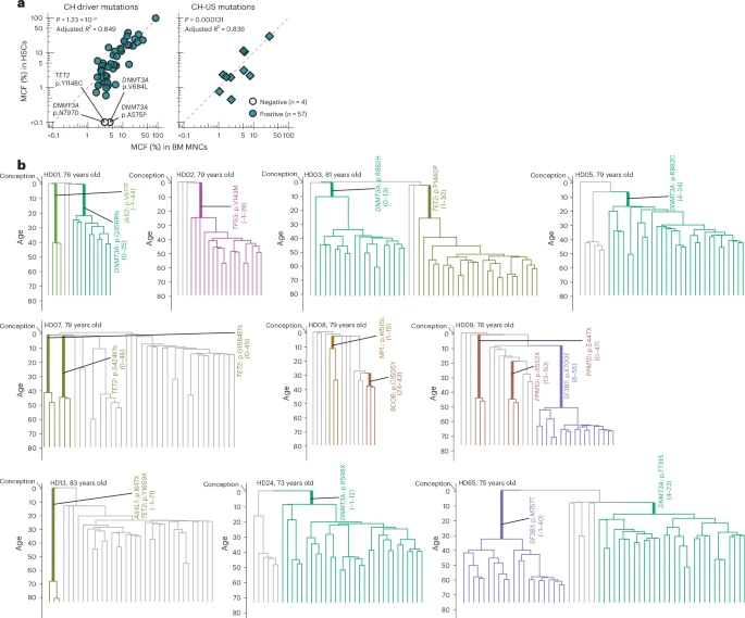 追溯長(zhǎng)效造血干細(xì)胞克隆的起源