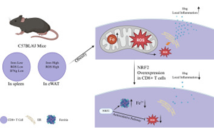 肥胖會(huì)改變脂肪組織中CD8+ T細(xì)胞的鐵代謝機(jī)制，從而加劇代謝性炎癥