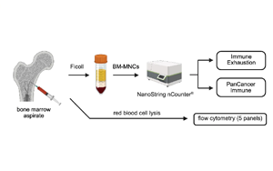在白血病發(fā)生之前，慢性炎癥重塑了骨髓微環(huán)境