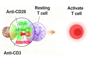 免疫細(xì)胞激活產(chǎn)品全覽：T細(xì)胞、NK細(xì)胞與DC細(xì)胞