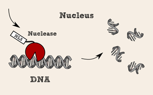 全能核酸酶，生物制品純化中的隱形衛(wèi)士