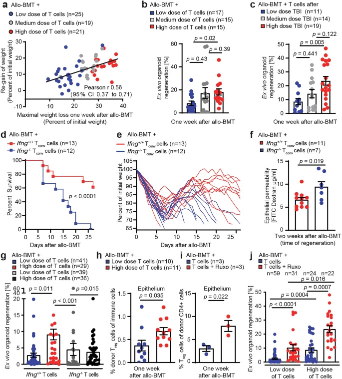 腸道組織的過度損傷與修復(fù)再生通過IFNγ和調(diào)節(jié)性T細(xì)胞形成雙向關(guān)聯(lián)