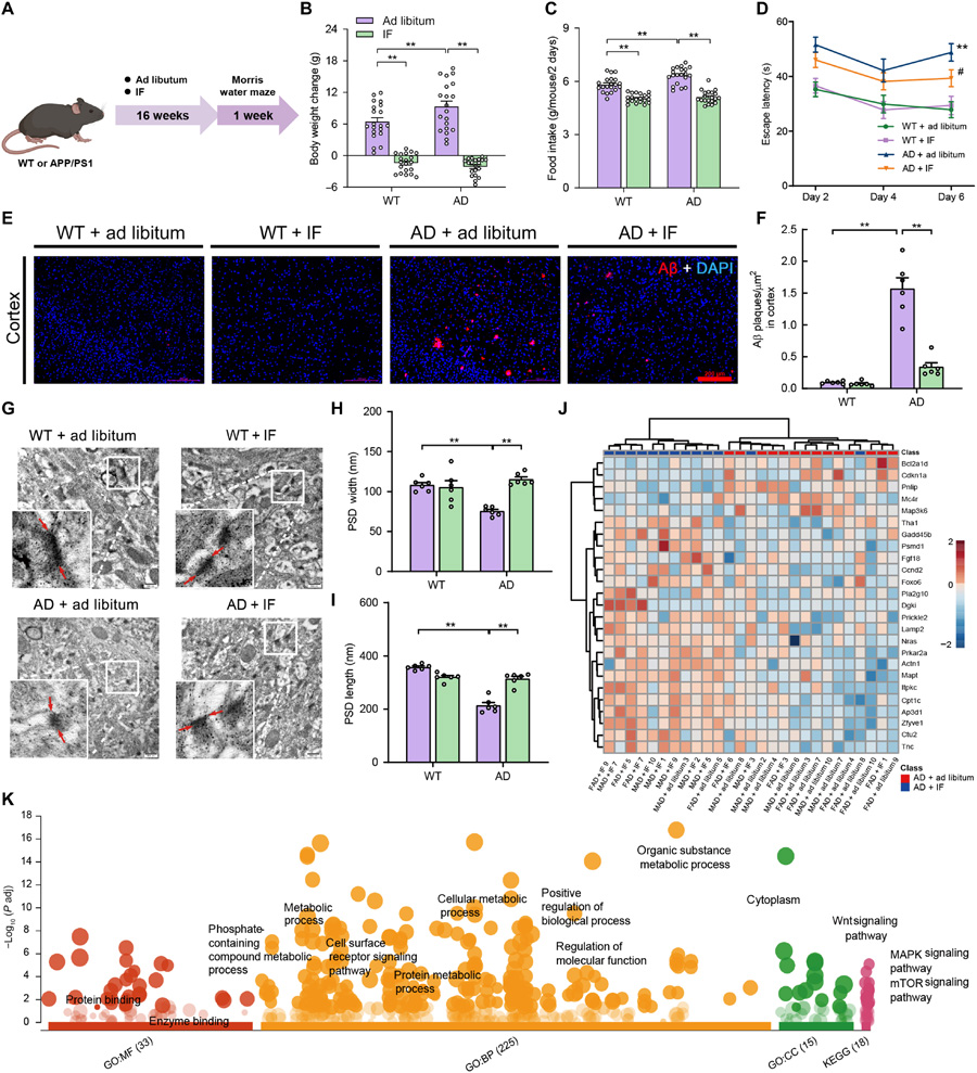 間歇性禁食減輕阿爾茨海默病模型小鼠的認(rèn)知障礙、減少β淀粉樣蛋白沉積，并保護其突觸超微結(jié)構(gòu)