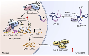tRF-21LeuTAA 通過改變谷胱甘肽代謝酶來促進氧化應(yīng)激，從而支持前列腺癌的進展 開放獲取