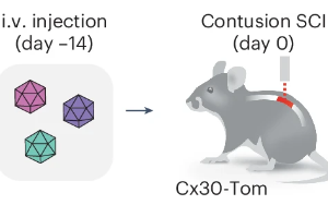 Nature子刊：脊髓損傷后神經(jīng)系統(tǒng)如何啟動修復(fù)機(jī)制？