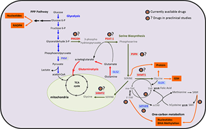糖酵解來源的絲氨酸代謝受損是衰老相關(guān)足細(xì)胞損傷的關(guān)鍵驅(qū)動因素