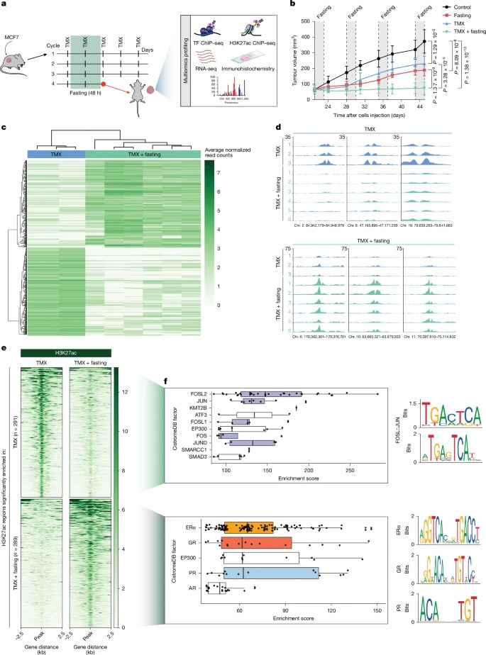 禁食可誘導(dǎo)經(jīng)他莫昔芬處理的異種移植瘤中組蛋白H3K27位乙?；l(fā)生改變