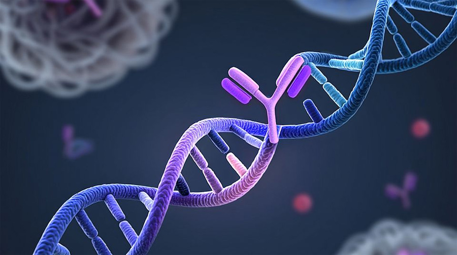 藥物靶點(diǎn)中發(fā)生的單個(gè)氨基酸改變可導(dǎo)致抗體療法失效