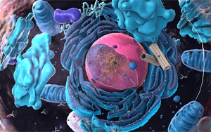 Cell Systems：細胞如何平衡其蛋白質水平