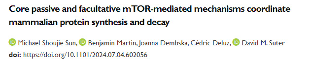 核心被動機制與兼性mTOR介導機制協(xié)同調(diào)控哺乳動物的蛋白質(zhì)合成與降解