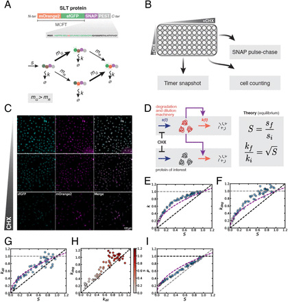 經(jīng)環(huán)己酰亞胺（CHX）處理后，S、P、k<sub>deg</sub>和k<sub>dil</sub>之間的關(guān)聯(lián)符合被動適應模型