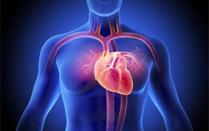 最新研究揭示糖尿病會(huì)從生理上重塑人類(lèi)心臟