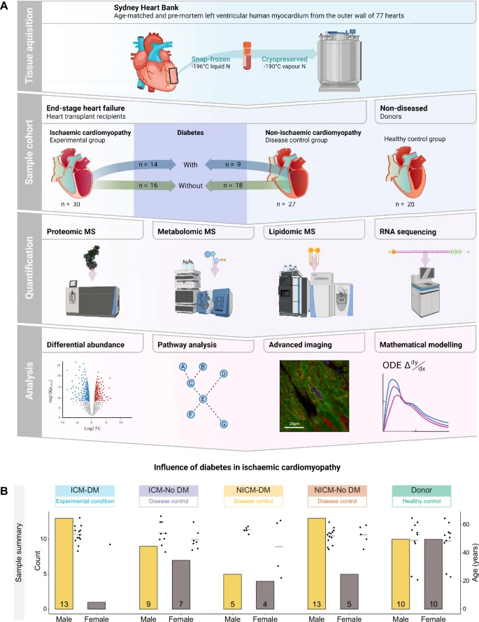 實(shí)驗(yàn)設(shè)計(jì)、工作流程與樣本概述