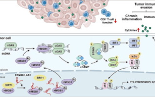 中大團隊揭示乳腺癌細胞逃避免疫防御的新機制