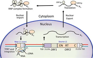 Cancer Discovery：跳躍基因通過新途徑促進癌癥發(fā)展