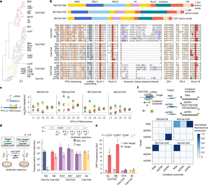 兩個與V型Cas12a2核酸酶相關(guān)的不同進(jìn)化分支，可被RNA激活并實現(xiàn)對RNA（而非DNA）的剪切功能