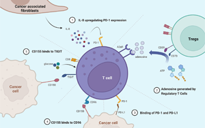 《自然免疫學》：對如何利用免疫系統(tǒng)對抗癌癥有了新的認識