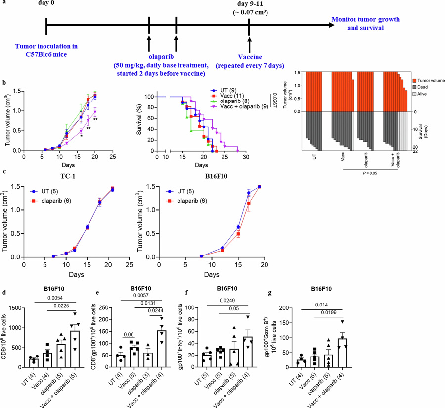 PARP抑制增強(qiáng)CD8+ T細(xì)胞的抗腫瘤效應(yīng)