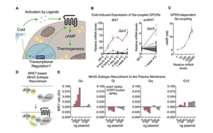 Cell突破：吃貨大軍感動(dòng)哭！科學(xué)家找到一條新的燃脂通路，具有持久生效潛力