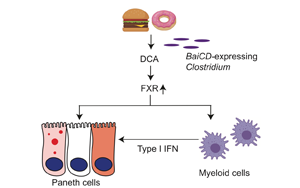 Cell子刊：腸道炎癥、感染的原因找到了，都是披薩漢堡惹的禍！