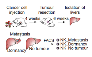 癌癥治療新發(fā)現(xiàn)！Nature 揭秘腫瘤細胞“休眠”機制，有效預防轉移癌