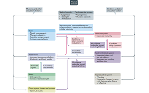 吃藥=運動？Nature子刊綜述運動“成藥”靶點及前景