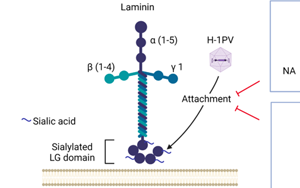 Nature子刊：威脅人類健康的兩大“殺手”病毒和癌細(xì)胞，兩強相遇誰會“陣亡”？