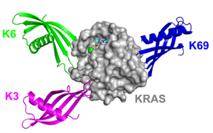 Nature子刊：鎖定“不可成藥靶點”，攻克臭名昭著的癌基因