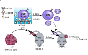 腫瘤治療“黑馬”登場！Nature子刊：100萬億腸道細菌打破CAR-T實體瘤魔咒