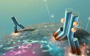 不可錯過的標簽抗體，優(yōu)選西寶生物