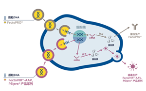 GMP級轉(zhuǎn)染試劑，為您提供高產(chǎn)量的病毒、蛋白類工業(yè)生產(chǎn)用轉(zhuǎn)染試劑