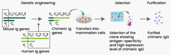 制備人-鼠嵌合單克隆抗體